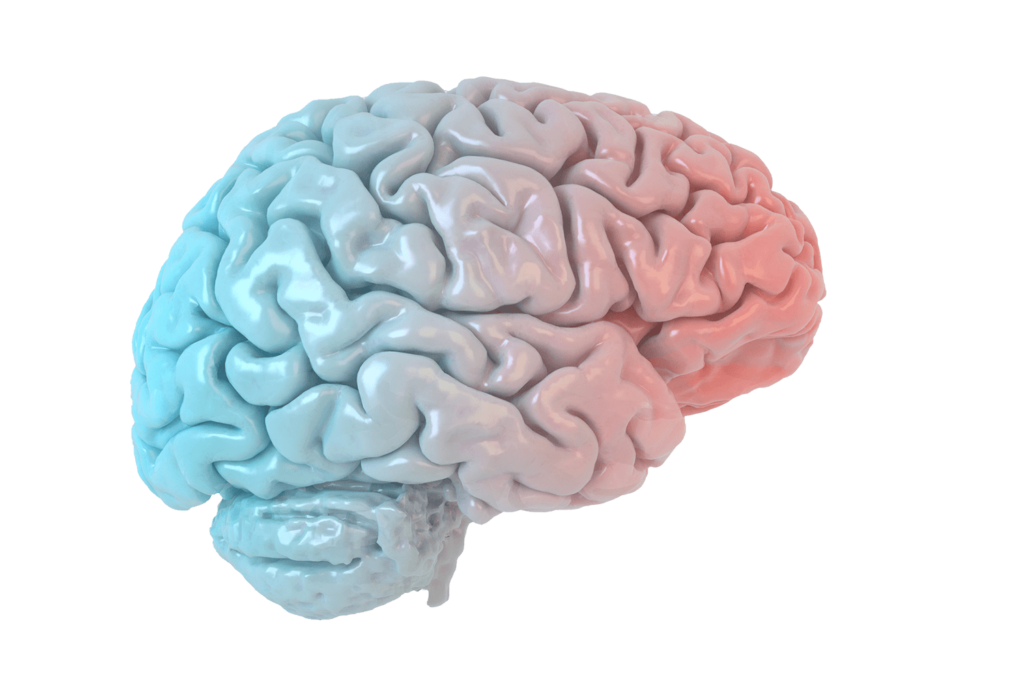 Illustration of a Brain